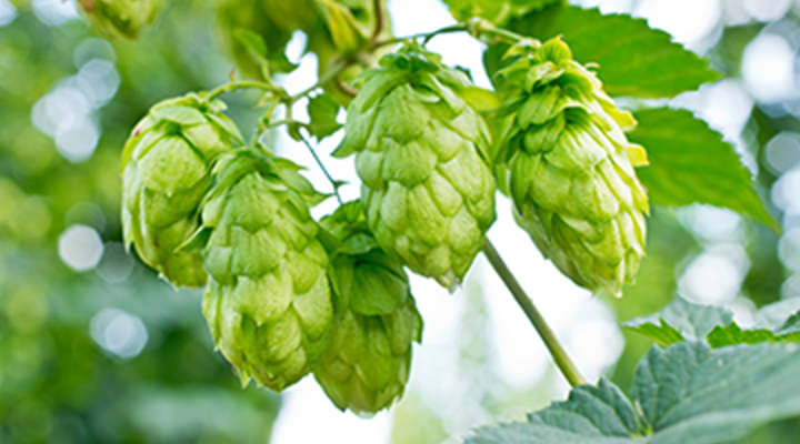 煮上がりホップによるフルーティーな香り イメージ画像
