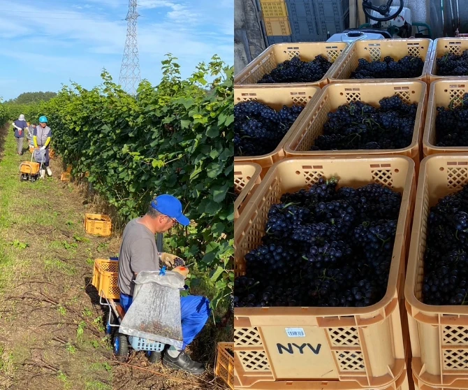 収穫のイメージ画像